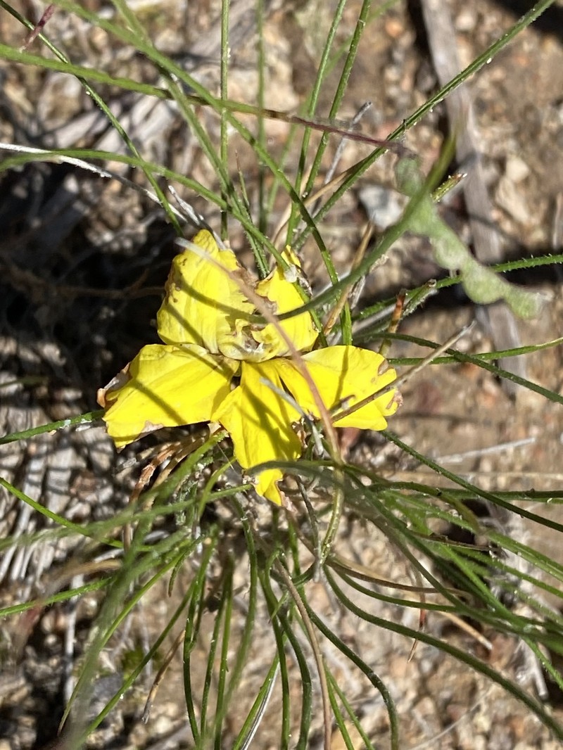 Goodenia hederacea subsp. hederacea photo 2