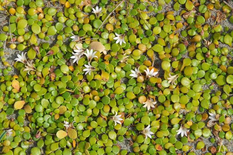 Goodenia heenanii