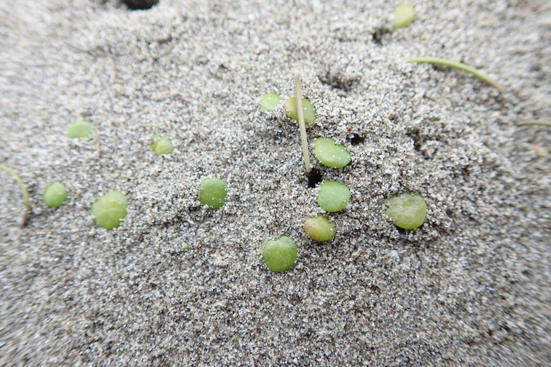 Goodenia heenanii photo 2