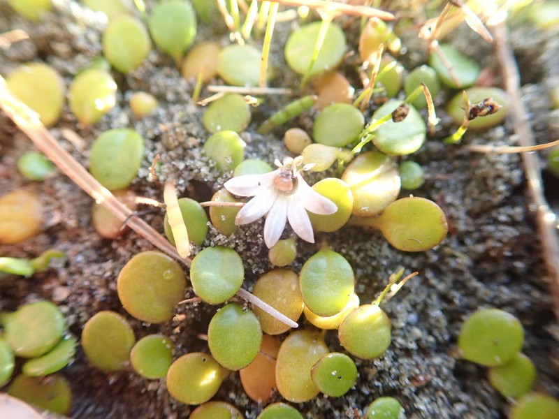 Goodenia heenanii photo 3