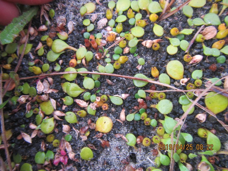 Goodenia heenanii photo 4