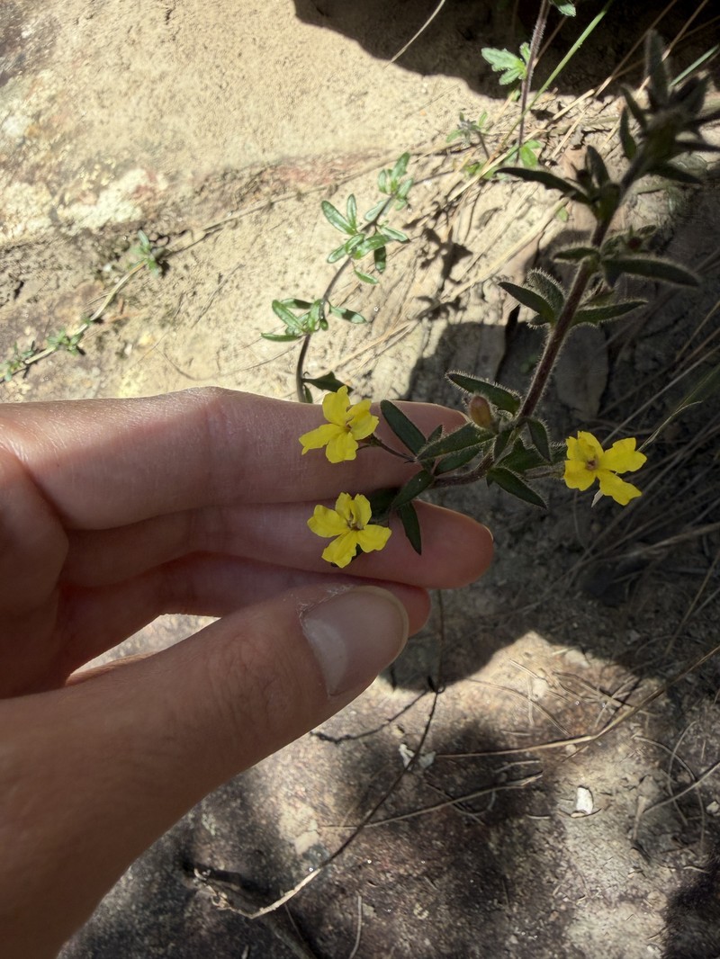 Goodenia heterophylla subsp. heterophylla