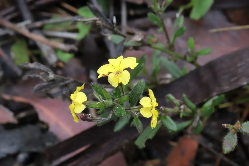 Goodenia heterophylla subsp. heterophylla photo 2