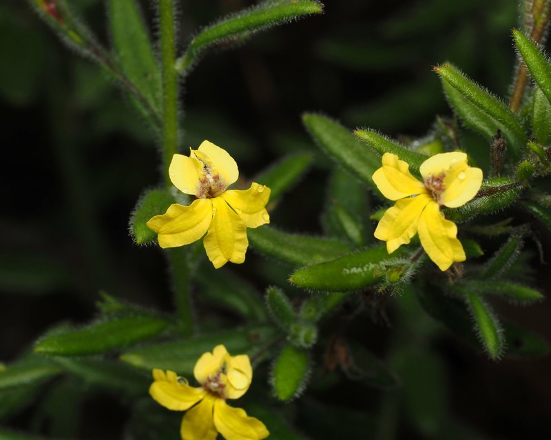 Goodenia heterophylla subsp. heterophylla photo 3