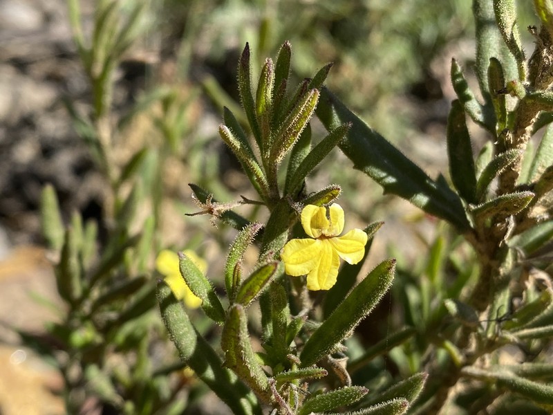 Goodenia heterophylla subsp. heterophylla photo 4
