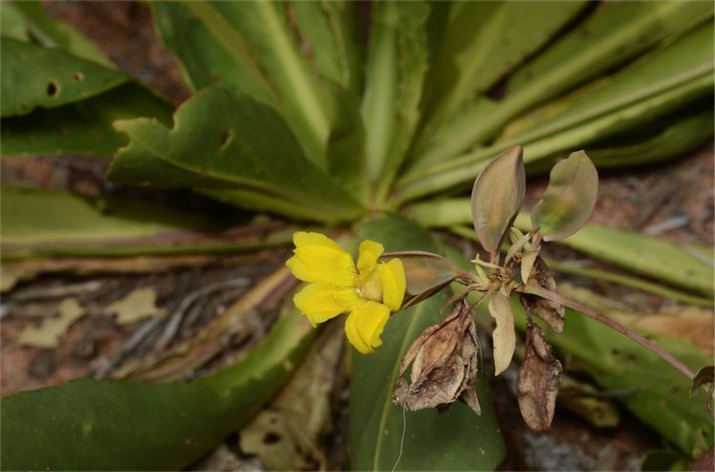 Goodenia macrocalyx
