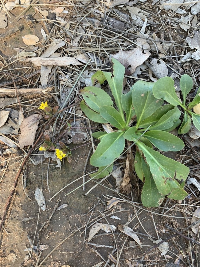 Goodenia macrocalyx photo 2