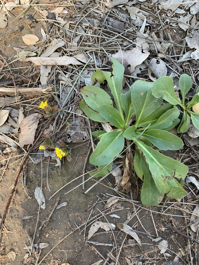 Goodenia macrocalyx photo 3