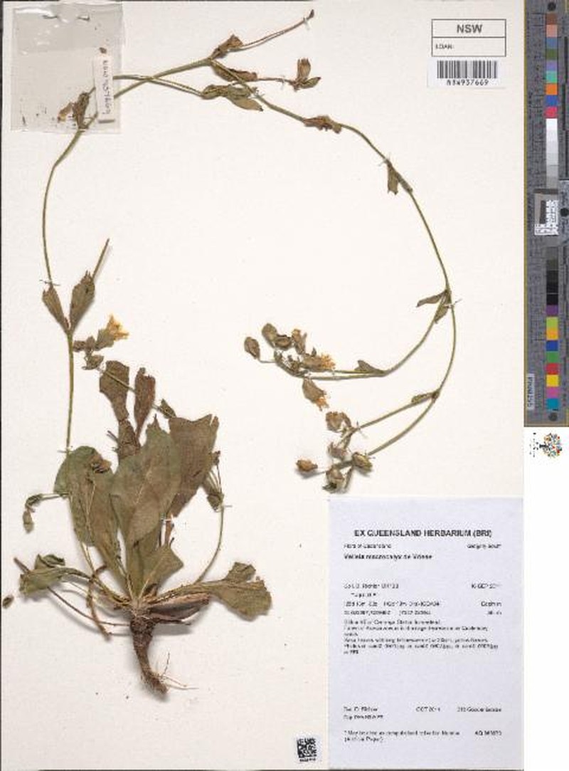 Goodenia macrocalyx photo 4