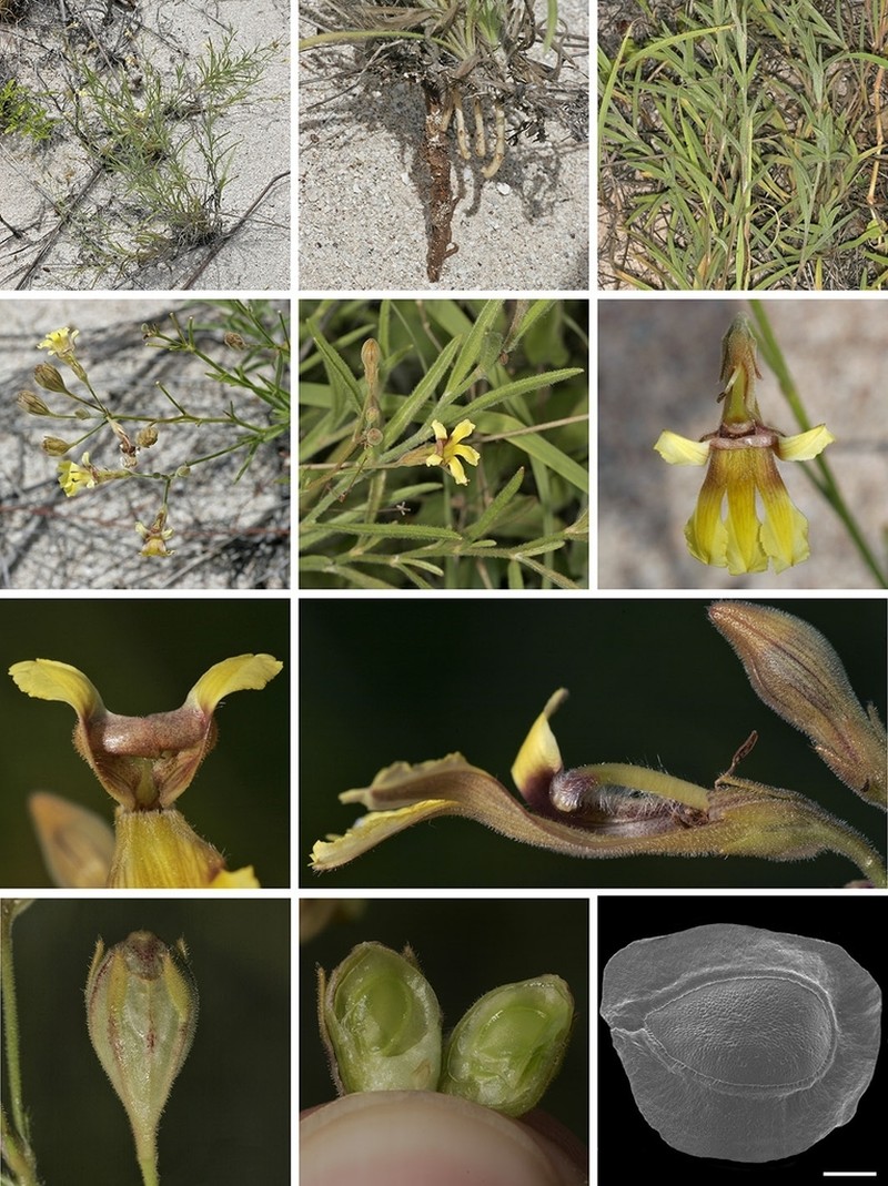 Goodenia maretensis