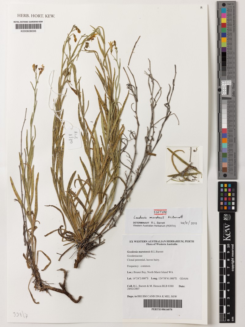 Goodenia maretensis photo 3