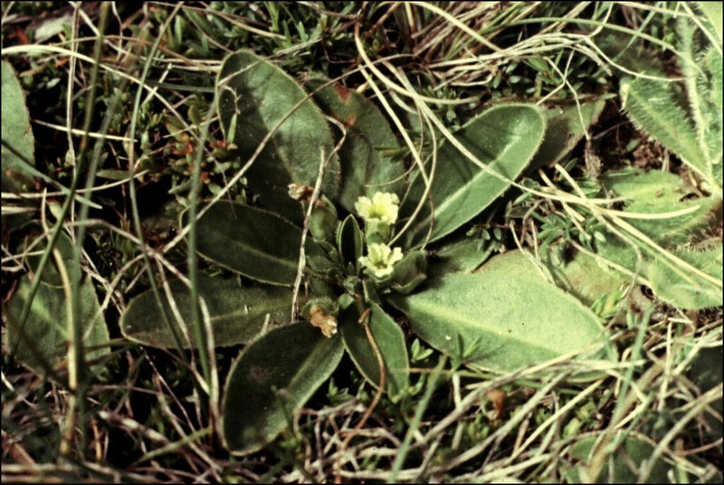 Goodenia montana
