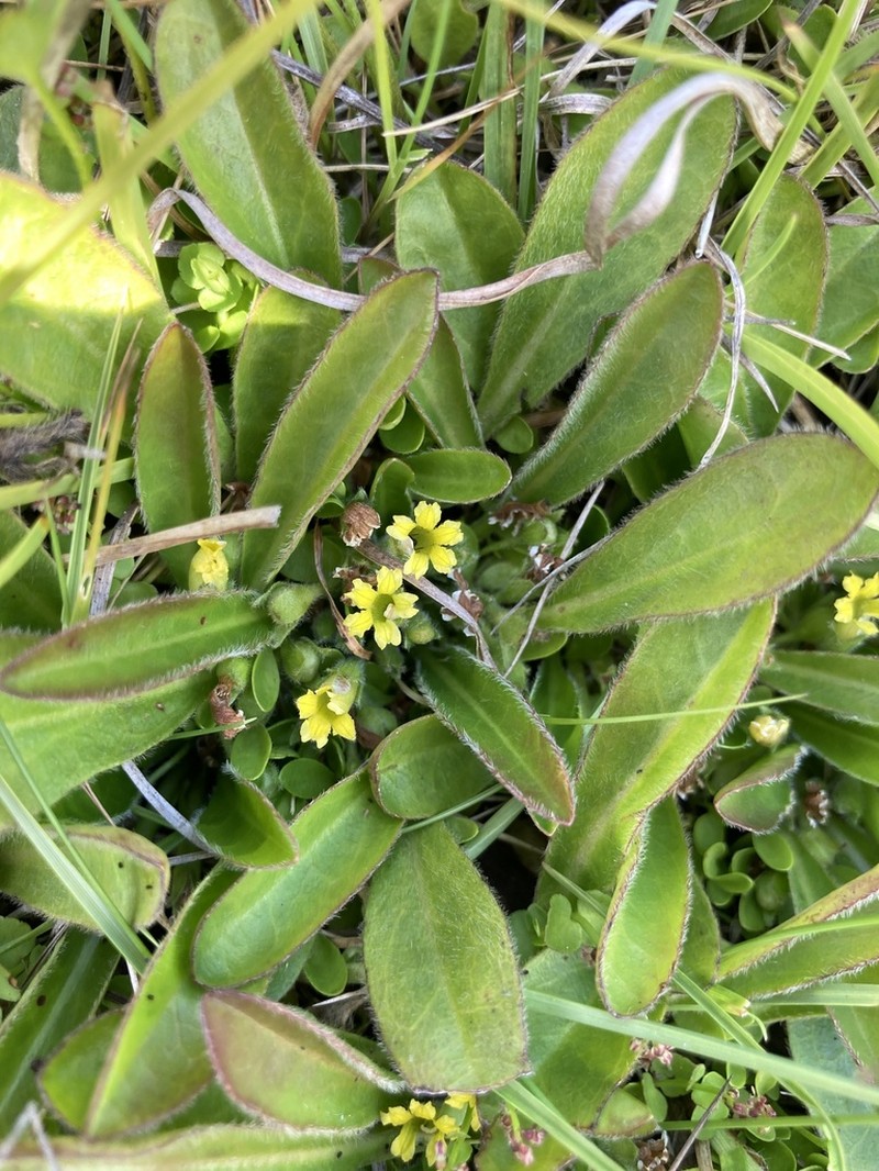 Goodenia montana photo 4