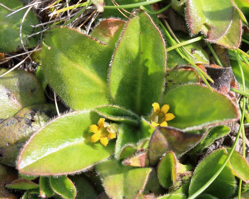 Goodenia montana photo 6