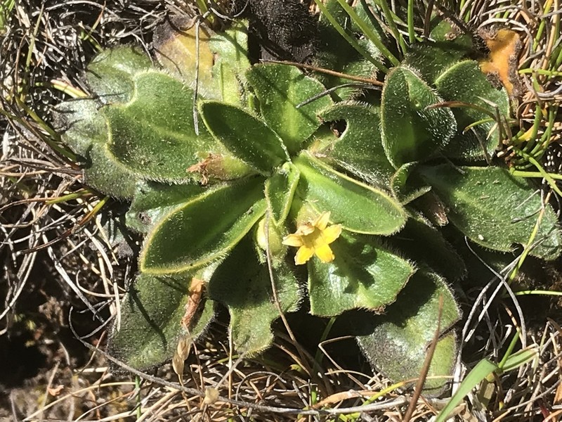Goodenia montana photo 8
