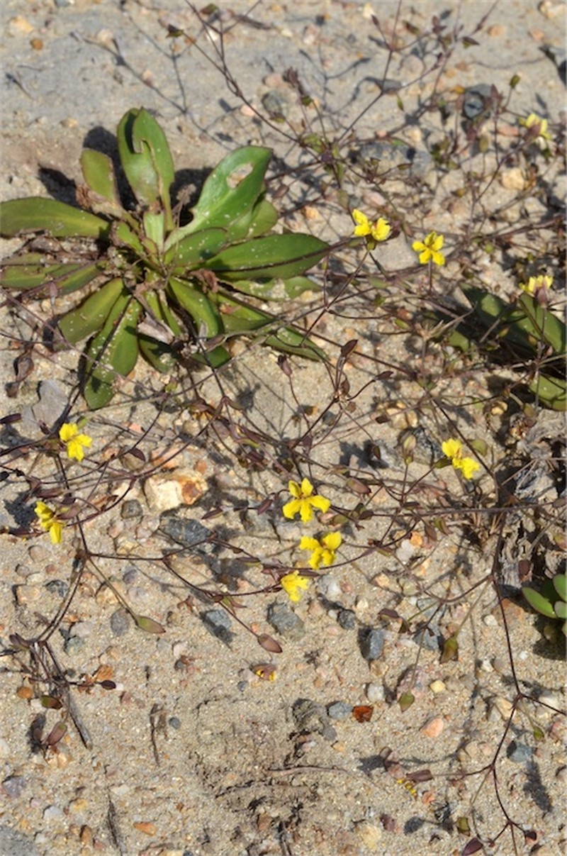 Goodenia mystrophylla