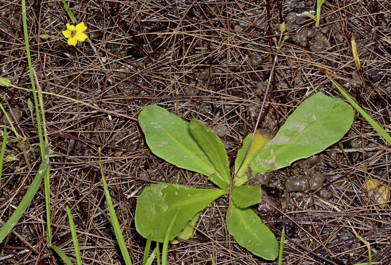 Goodenia mystrophylla photo 2