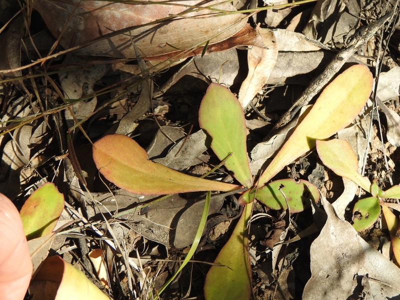 Goodenia mystrophylla photo 3