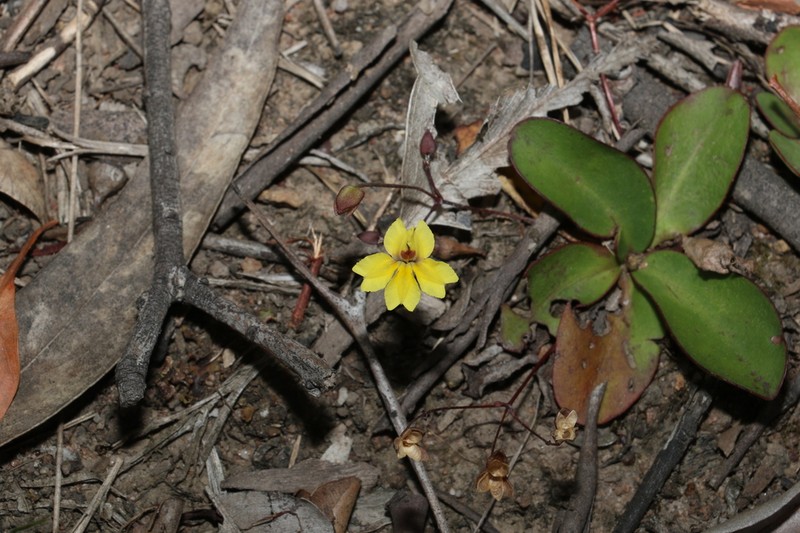 Goodenia mystrophylla photo 4