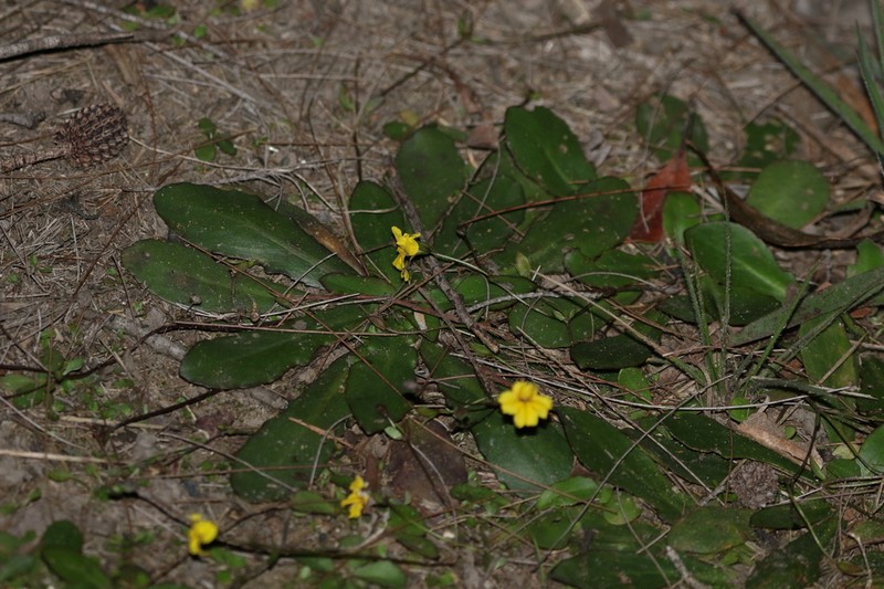 Goodenia mystrophylla photo 5