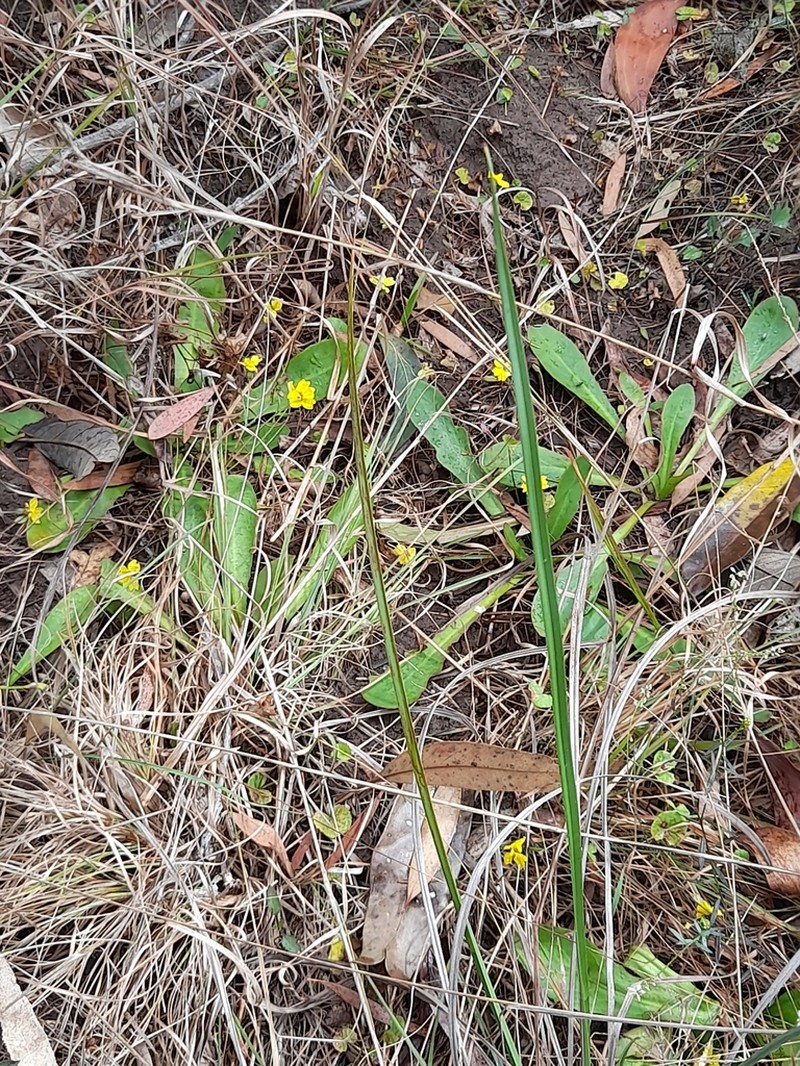 Goodenia mystrophylla photo 7