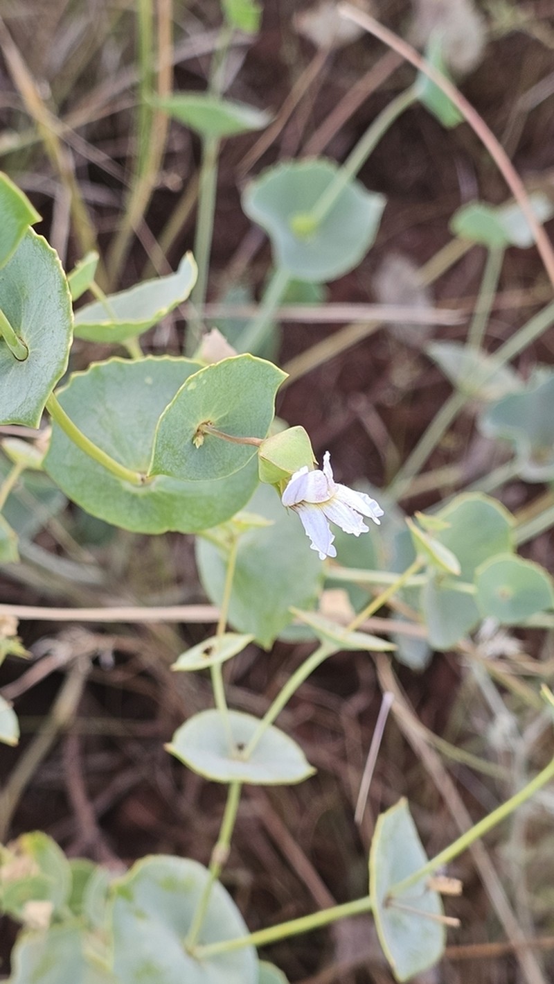 Goodenia obscurata