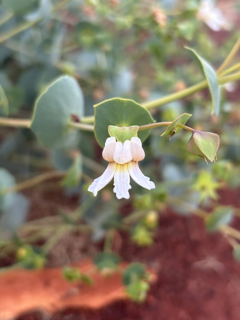 Goodenia obscurata photo 2
