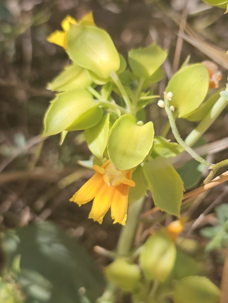 Goodenia panduriformis