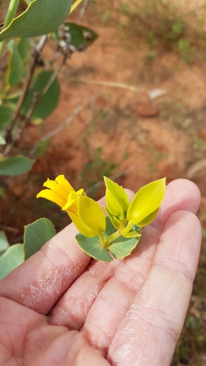 Goodenia panduriformis photo 2