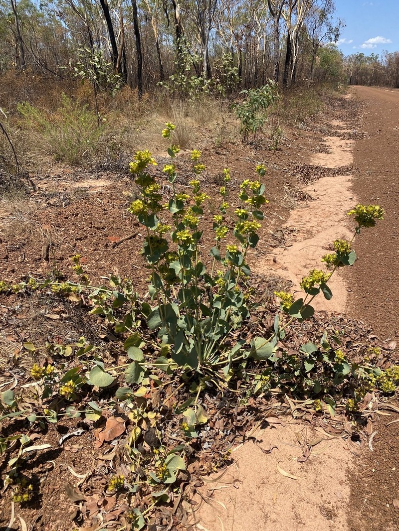 Goodenia panduriformis photo 3