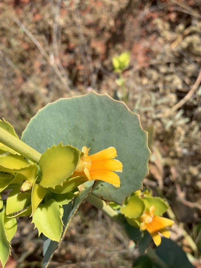 Goodenia panduriformis photo 4