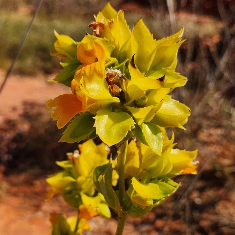 Goodenia panduriformis photo 5