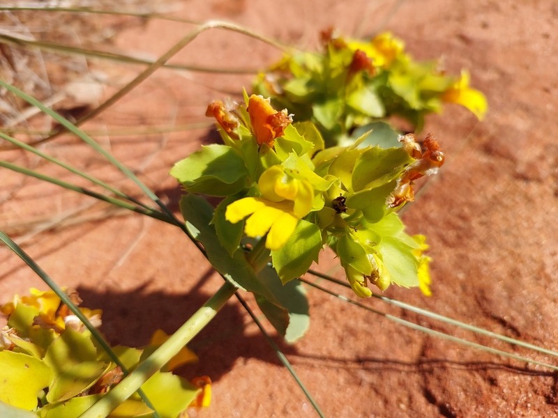 Goodenia panduriformis photo 6