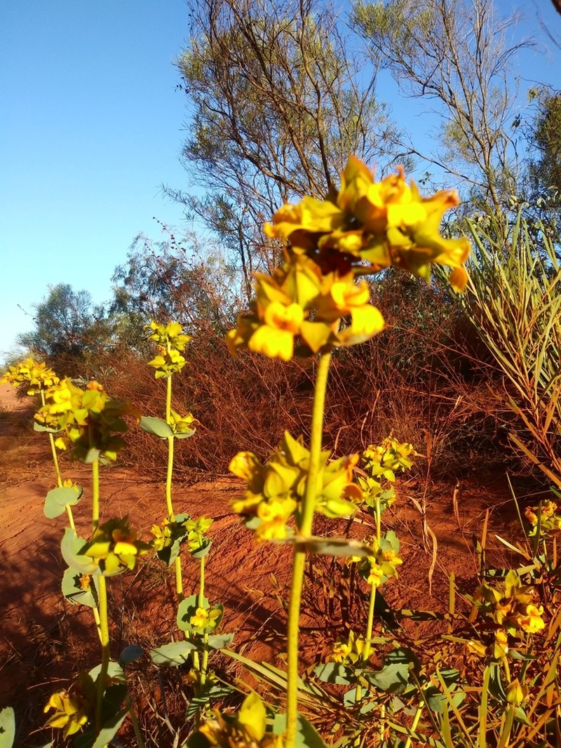 Goodenia panduriformis photo 7