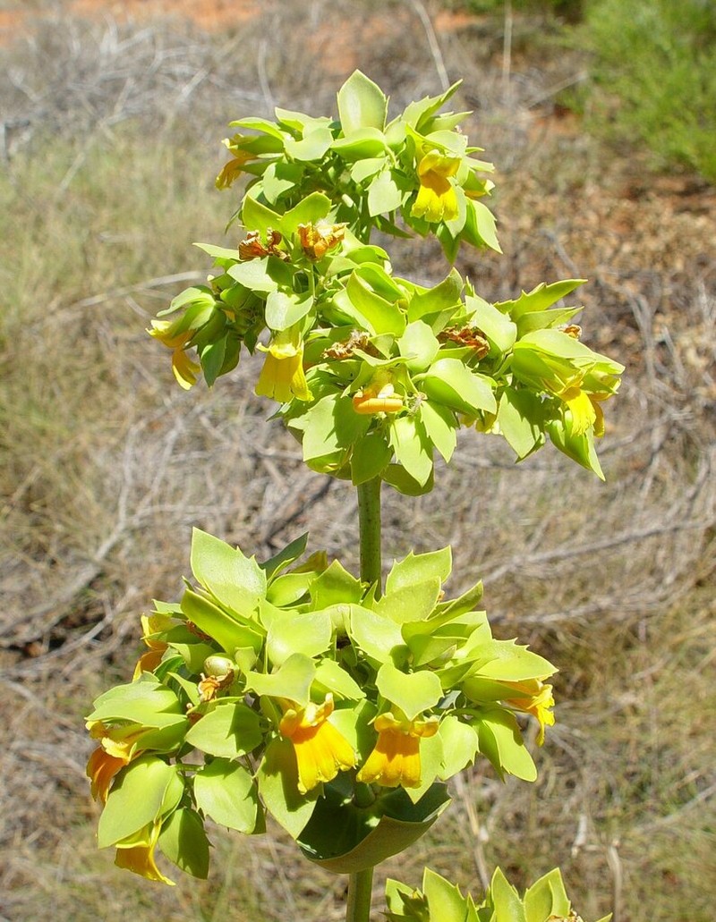 Goodenia panduriformis photo 8