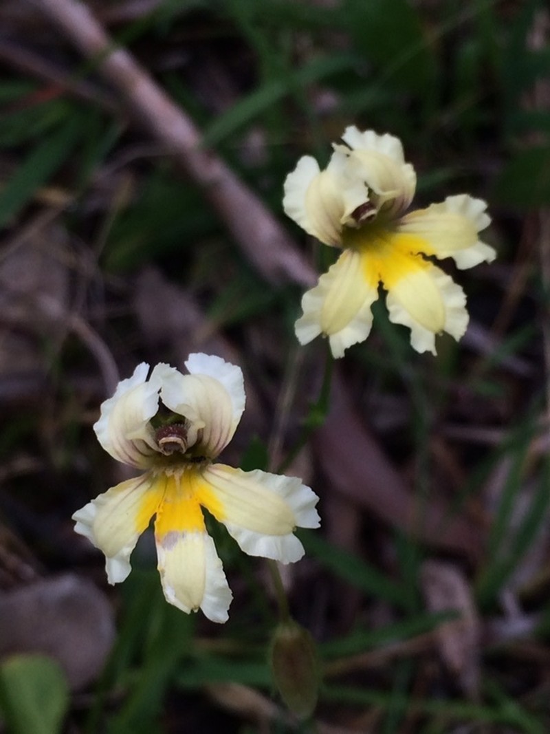 Goodenia paradoxa