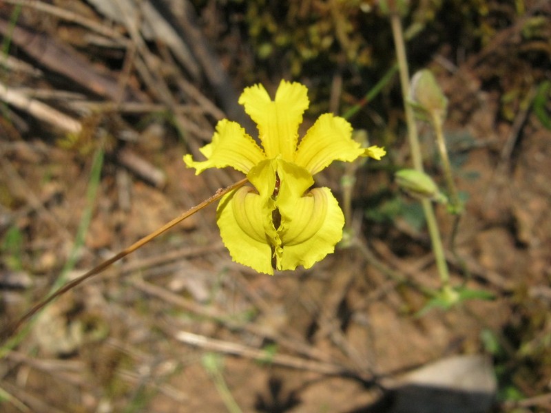 Goodenia paradoxa photo 2