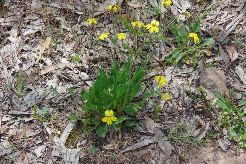 Goodenia paradoxa photo 3