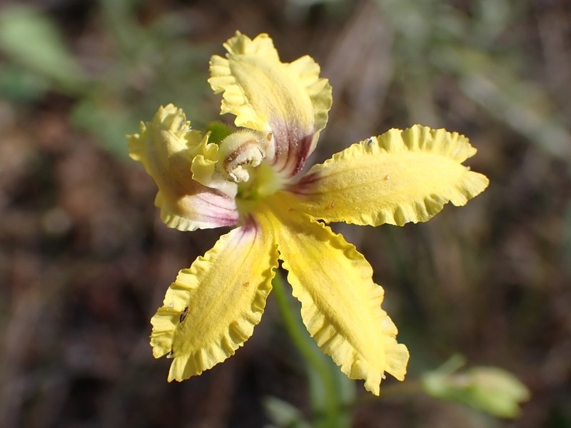 Goodenia paradoxa photo 4