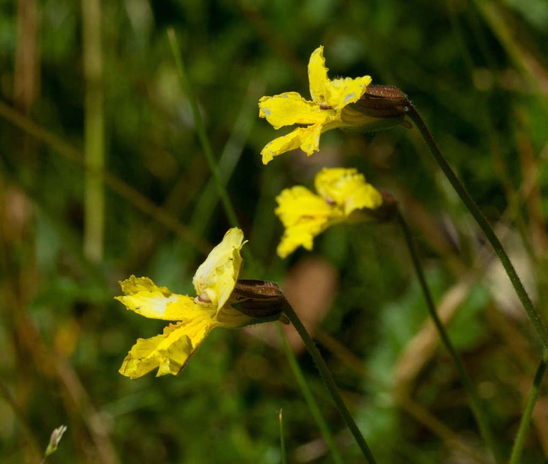 Goodenia paradoxa photo 5