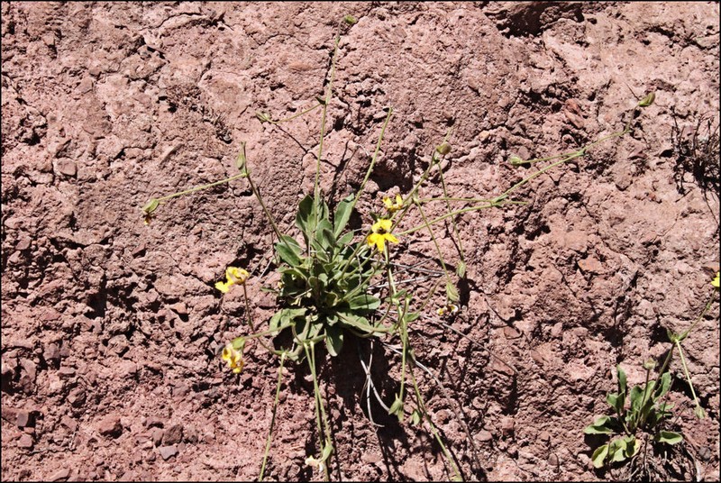 Goodenia paradoxa photo 6