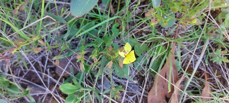 Goodenia paradoxa photo 7