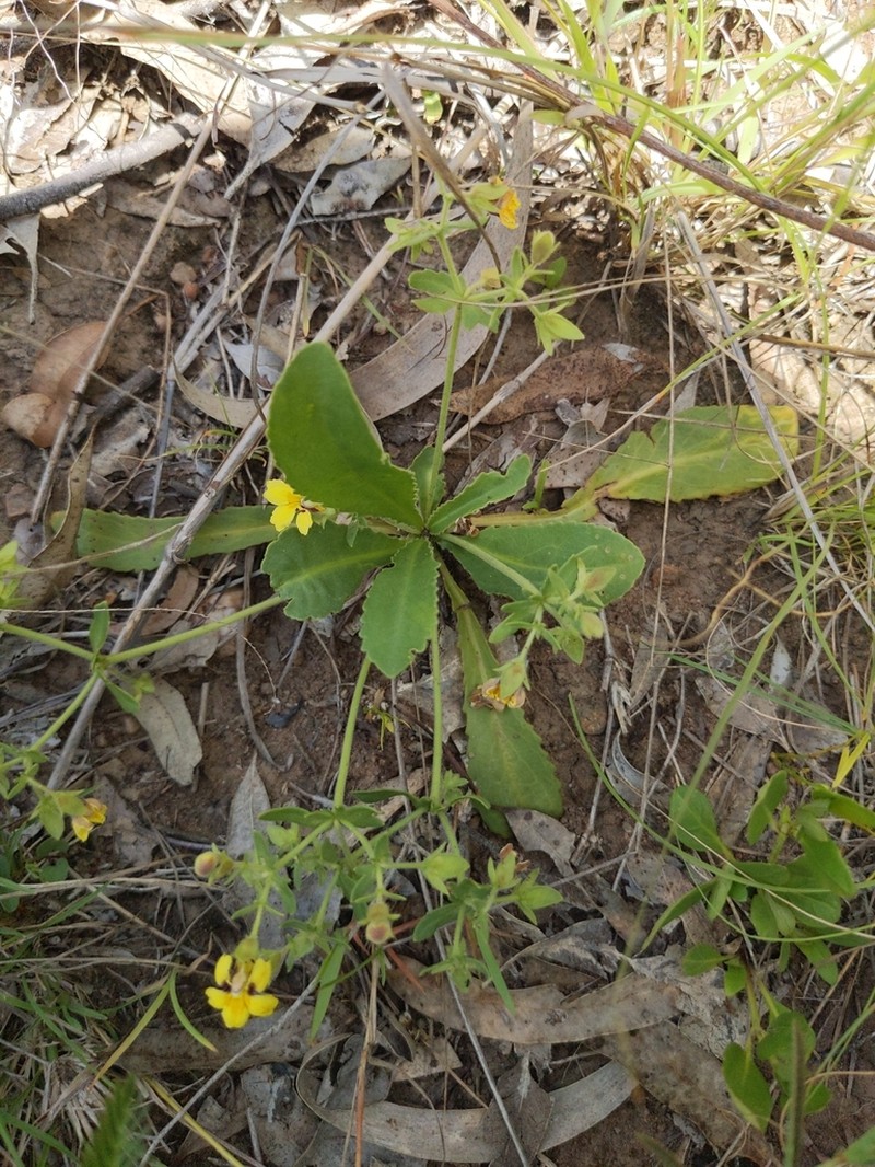 Goodenia paradoxa photo 8