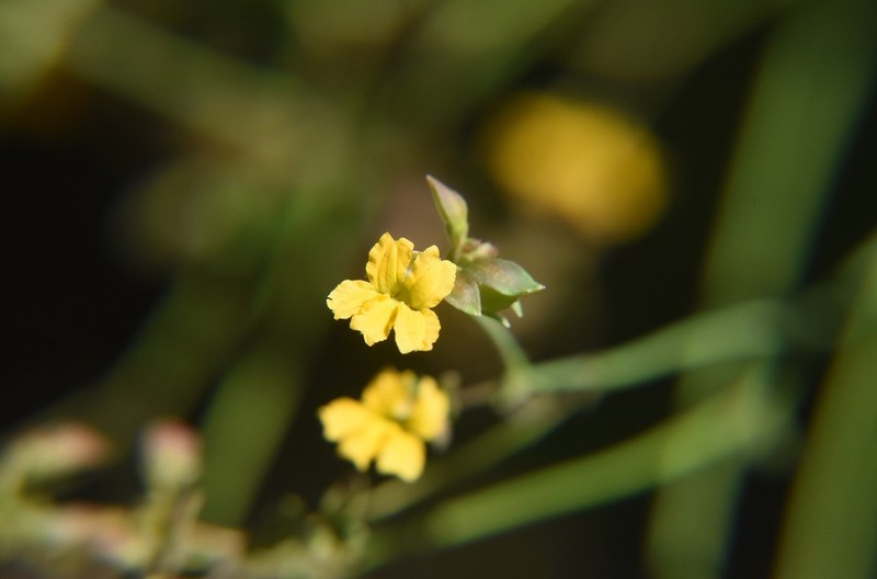 Goodenia parvisepta