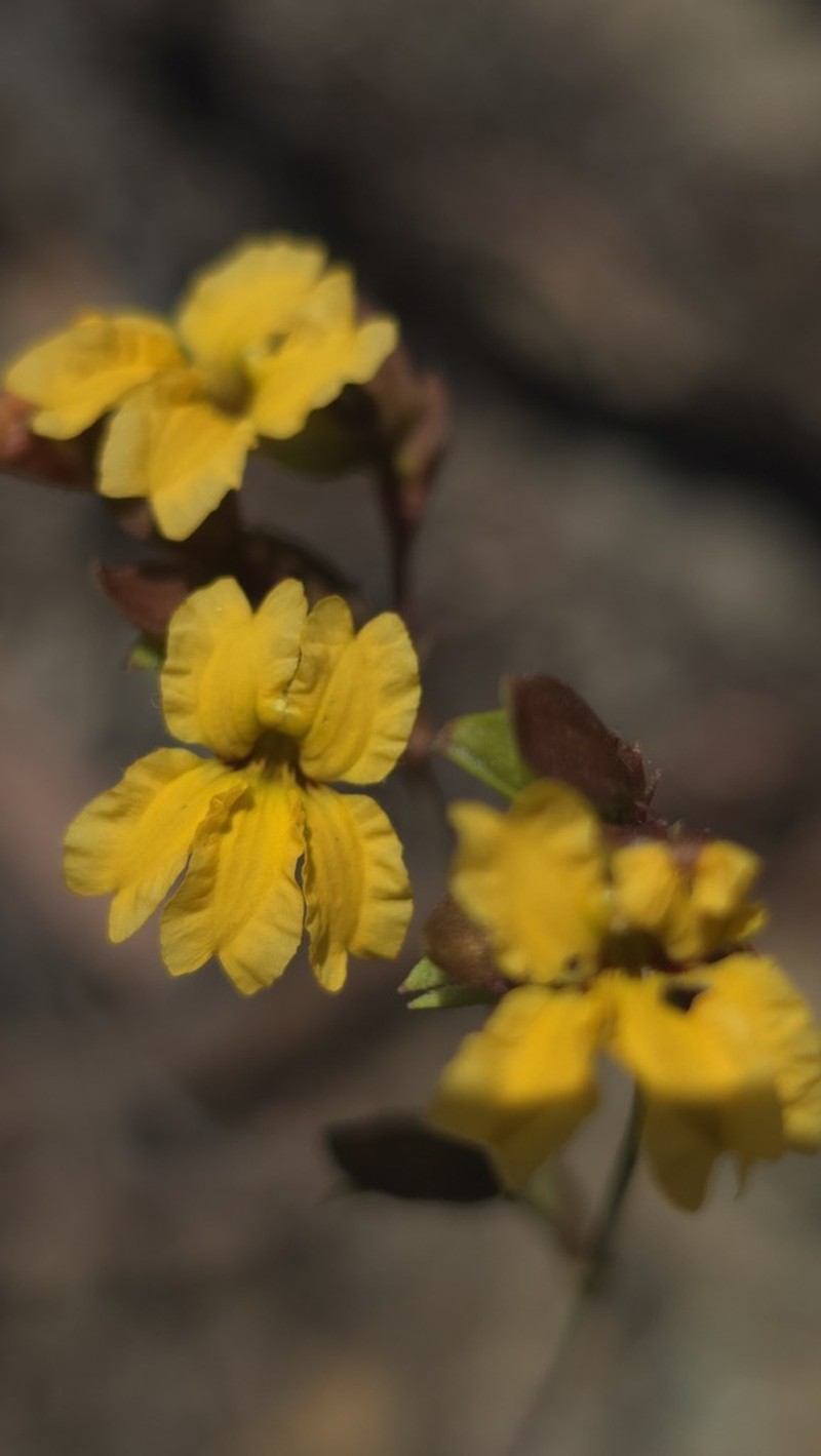Goodenia parvisepta photo 2