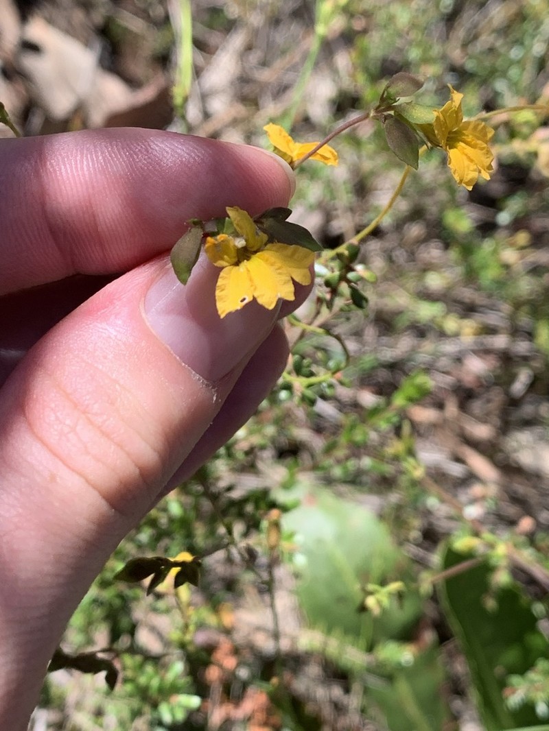 Goodenia parvisepta photo 3