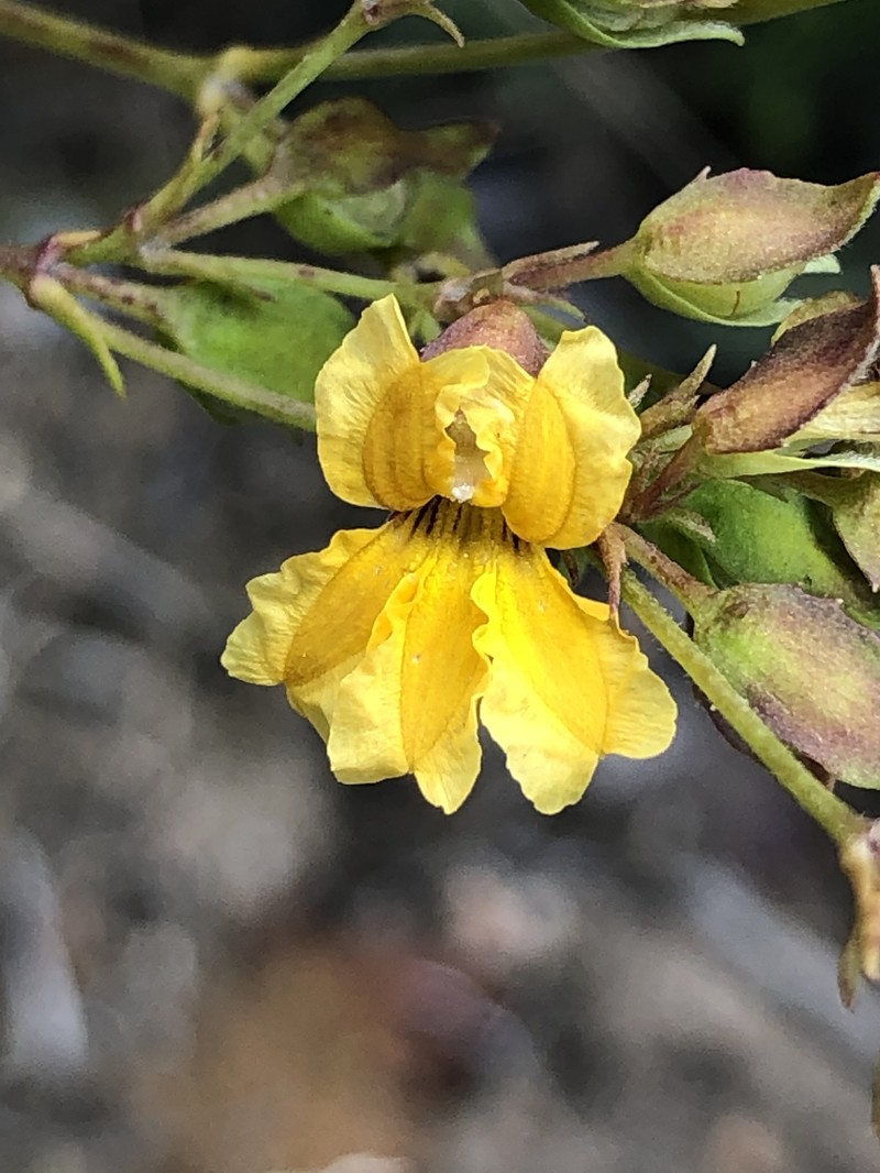 Goodenia parvisepta photo 5