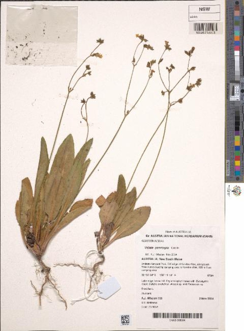 Goodenia parvisepta photo 6