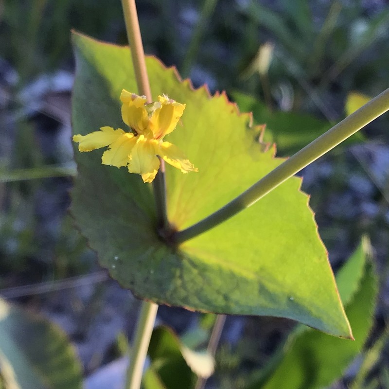 Goodenia perfoliata