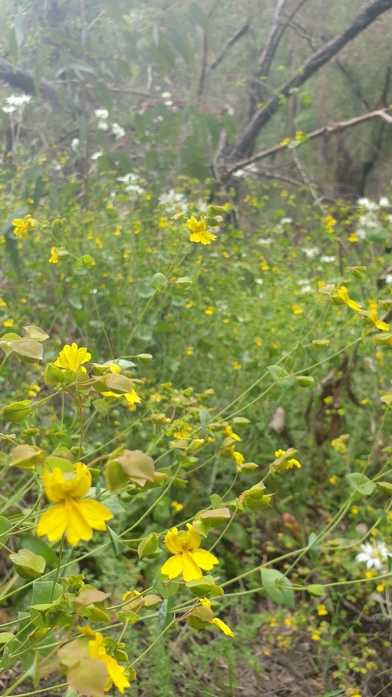Goodenia perfoliata photo 2